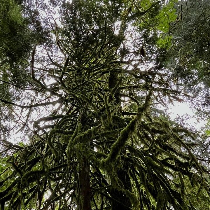 Bellingham city landmark